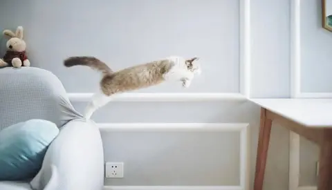 Di Balik Tingkah Lucunya, Ini Fakta Unik Kucing Yang Mengejutkan